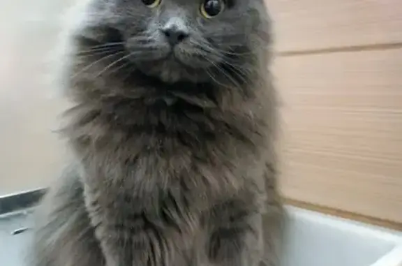 Объявления о пропавших и найденных животных, Москва, фото: Пропала кошка, Борисовская улица, 7, Москва - серая пушистая, отсутствует один клык