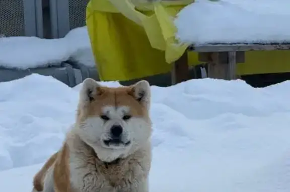 Пропала собака, Беляевка, Тамбовская область - акито-ину с ошейником - photo