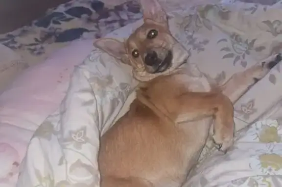 Пропала собака, Университетский проспект, Волгоград - рыжая с большими ушами - photo