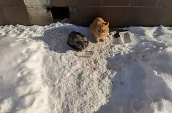 Объявления о пропавших и найденных животных, Москва, фото: Найден кот, Свободный проспект, Москва - требуется временный приют