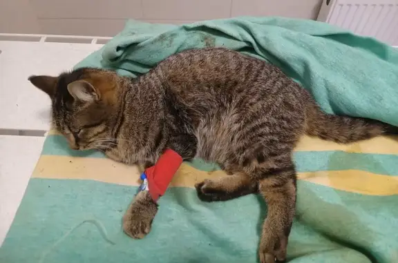 Найдена кошка, Нальчик, фото: Найдена кошка, улица Кадырова, 13, Нальчик - розовый ошейник и ранена