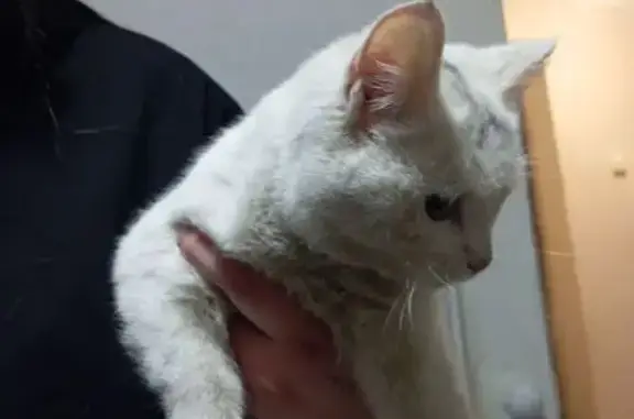Найдена кошка, Пласт, фото: Найдена кошка, Пласт, Челябинская область - белая с черным пятнышком на голове