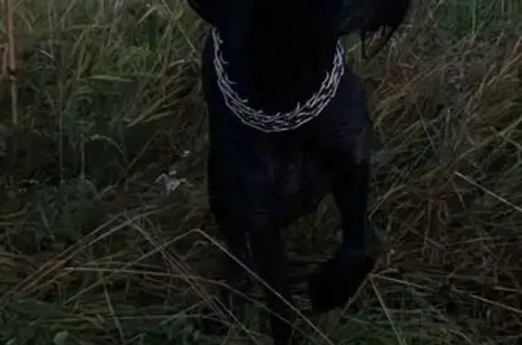 Собаки потеряшки, Пениковское, фото: Потеряшка собака, Центральная улица, 18, Пеники - кобель дратхаар с бородой