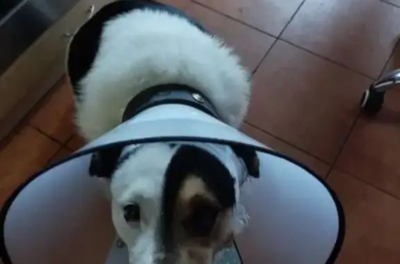 Пропал собака, мужской, Заречная улица, 5, Гурьевск - одна половина морды белая - photo