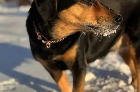 Собаки потеряшки, Путевка, фото: Потеряшка собака, женский пол, улица Строителей, 13, Путёвка - метис спаниеля