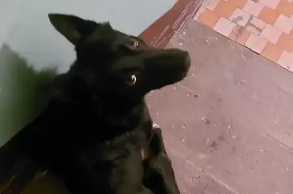 Найдена собака, Казань, фото: Найдена собака, улица Чкалова, 10, Казань - хромает на правую заднюю лапу