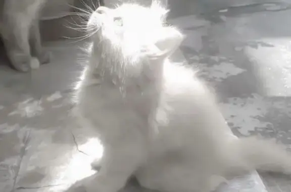 Найдена кошка, Оренбург, фото: Найдена кошка, улица Постникова, 9Б, Оренбург