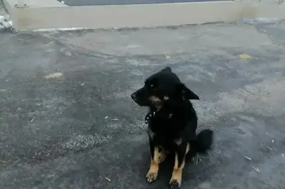 Найденные животные Иркутск, фото: Найдена собака, 4-я Советская улица, 1Ж, Иркутск - черная, добрая с ошейником