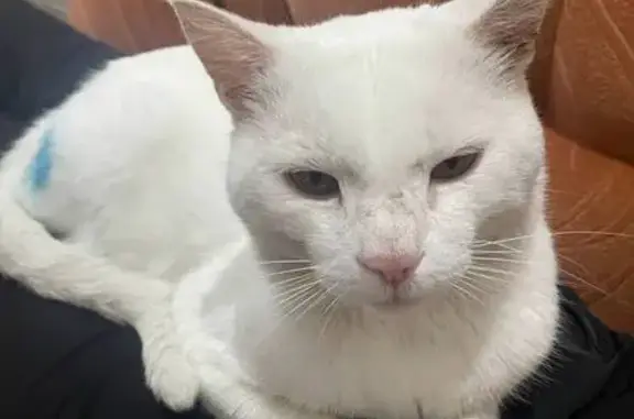 Пропал кот, 30-я улица, Абакан - 6е сутки не появляется - photo