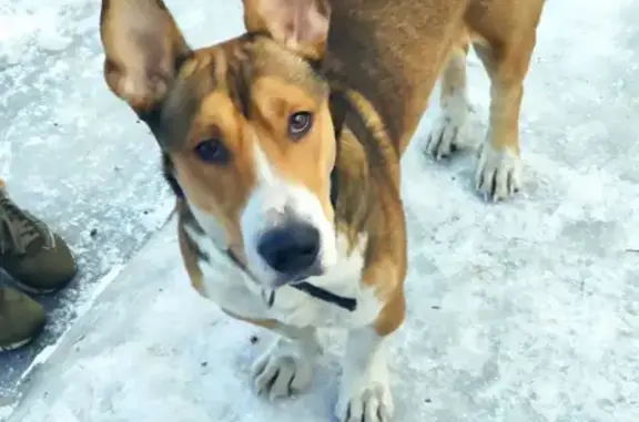 Найдена собака, Угольщик, фото: Найден собака, мужской, Загорский, Кемеровская область - бело-рыжий окрас