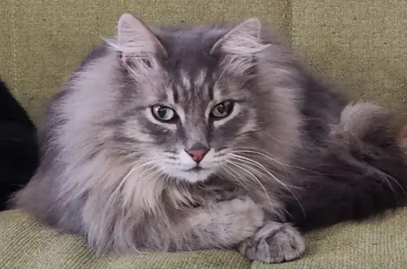 Пропал кот, Николаевская улица, Балашиха - серый, очень пушистый - photo