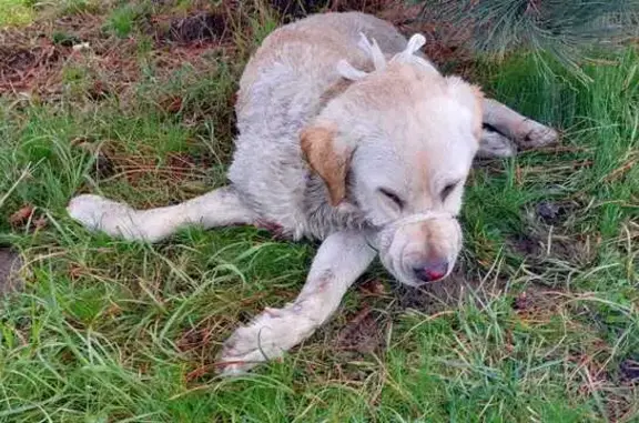 Найдена собака, Сочи, фото: Найдена собака, Пластунская улица, Сочи - палевый лабрадор