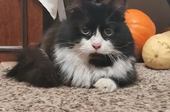 Найдена кошка, Нерехта, фото: Найдена кошка, улица Металлистов, 14, Нерехта