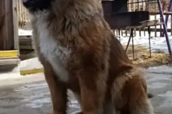 Пропала собака, «Енисей», Овсянка - девочка, 5 лет - photo