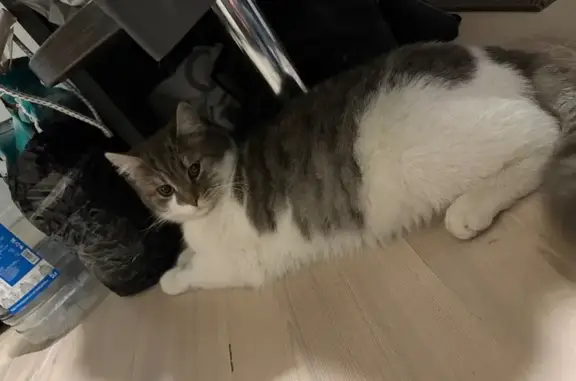 Найдена кошка, Старый Оскол, фото: Найден кот, Старый Оскол, Белгородская область - ласковый и ухоженный