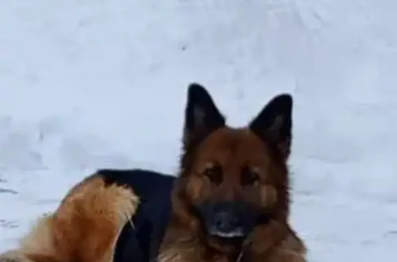 Пропала собака, Берёзовая улица, 8, Льгов - правое ухо висит - photo