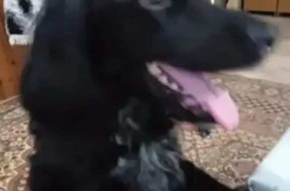 Найденные животные Краснотурьинск, фото: Найдена собака, улица Попова, 20, Краснотурьинск - чёрный спаниель