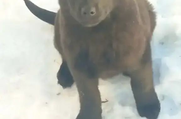 Пропала собака, Новосибирск, Новосибирская область - щенок девочка убежала ночью - photo