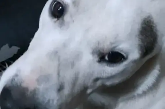 Найдена собака, Славянское, фото: Найдена собака, улица Дзержинского, 529, Славянское городское поселение - помесь со Стаффордом