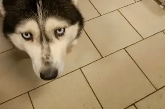 Потерянные животные Рузаевка, фото: Пропала собака, улица Маяковского, Рузаевка - хаски с голубыми глазами