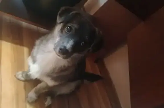 Найдена собака, Тольятти, фото: Найдена собака, Автозаводское шоссе, городской округ Тольятти - добрая и ласковая