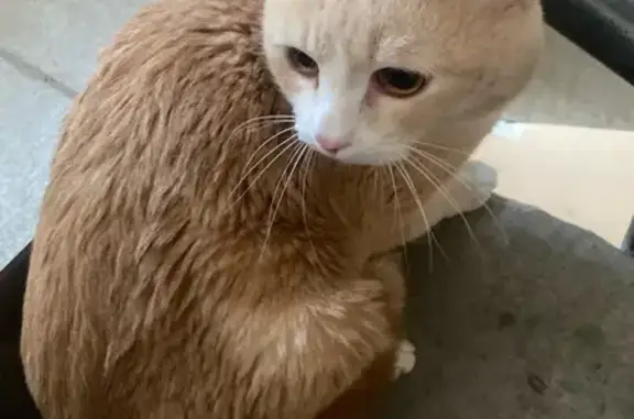 Найдена кошка, Новосибирск, фото: Найден кот, улица Петухова, 95, Новосибирск - рыжий, не кастрирован