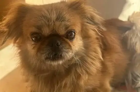 Найдена собака, Чита, фото: Найдена собака, Карповский тракт, Чита - девочка пекинес на конечной остановке