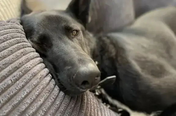 Пропал собака, Яльгелево, Ропшинское - чёрный пёс по кличке Вольт - photo