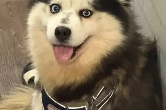 Пропала собака Девочка, Салават (rl1146036) - photo