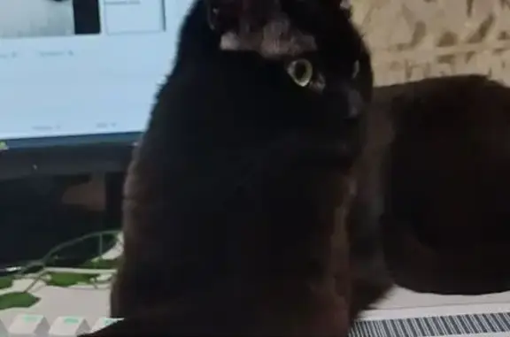 Пропал кот, Спортивная улица, 7, Новосибирск - полностью чёрный окрас, некастрирован - photo