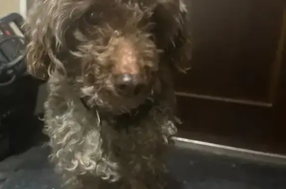 Найдена собака, Химки, фото: Найден собака, улица Чернышевского, 1А, Химки - немного прихрамывает, был одет в пальто