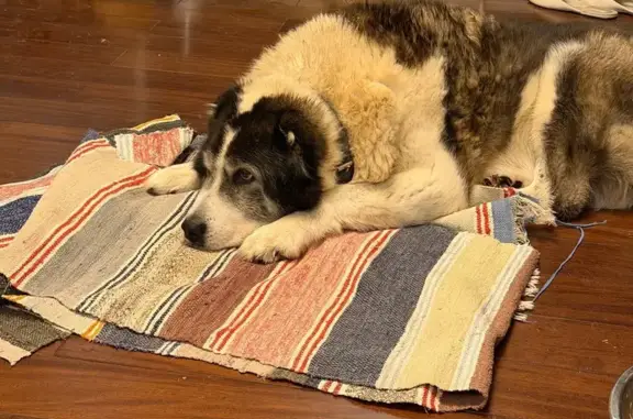 Пропала собака, Васькино, Московская область - девочка 15 лет в ошейнике - photo