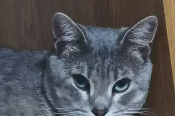 Потерянные животные Новопавловск, фото: Пропал кот, улица 25-го съезда КПСС, Марьинская, Новопавловск - серый с белой обводкой вокруг глаз