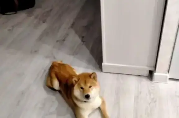 Пропал собака, улица Калинина, Петрозаводск - чипированная, порода сиба-ину - photo