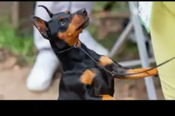 Найдена собака, Мурманск, фото: Найдена собака, Скальная улица, 25, Мурманск - мужской пол, без ошейника