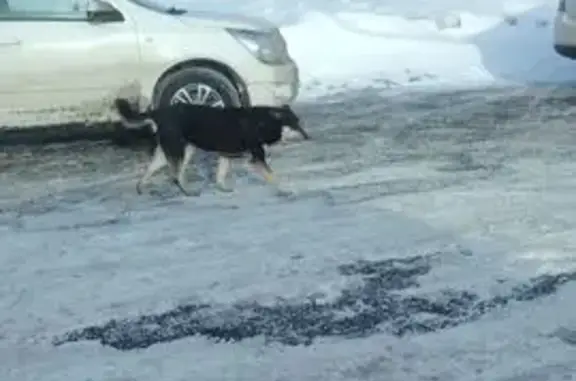 Найденные животные район Коммунарка, фото: Найдена собака, улица Адмирала Корнилова, район Коммунарка - бродит по рынку