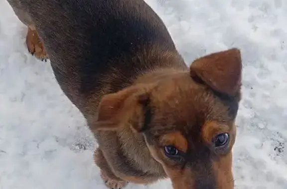 Пропал собака, улица Машиностроителей, 32, Белая Калитва - маленькой породы, помесь с таксой - photo