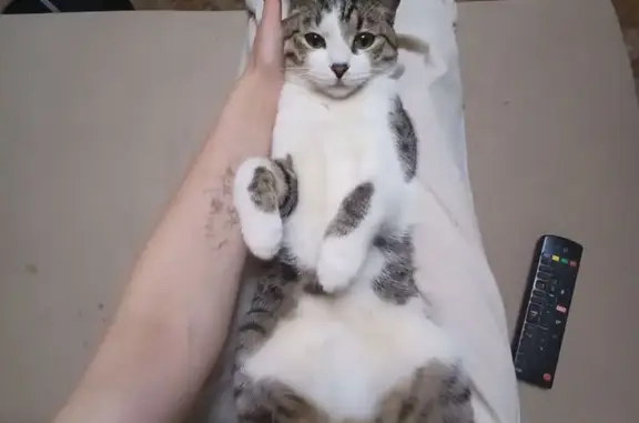 Кошки потеряшки, Зея, фото: Потеряшка кот, улица Ленина, 33, Зея - чёрный носик, пятнышко с рождения