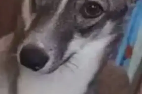 Собаки потеряшки, Исилькуль, фото: Потеряшка собака, 3-я Северная улица, Исилькуль - серый с черным окрасом