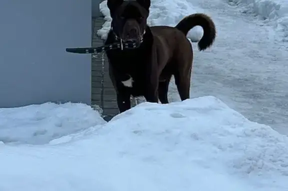 Найдена собака, Раменское, фото: Найден собака, улица Коминтерна, 15, Раменское - голубые глаза, короткошёрстный