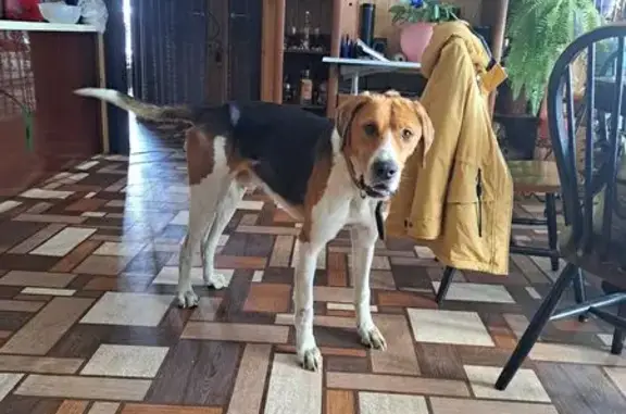 Найдена собака, Снежинск, фото: Найдена собака Мальчик, Снежинск (rf1146065)