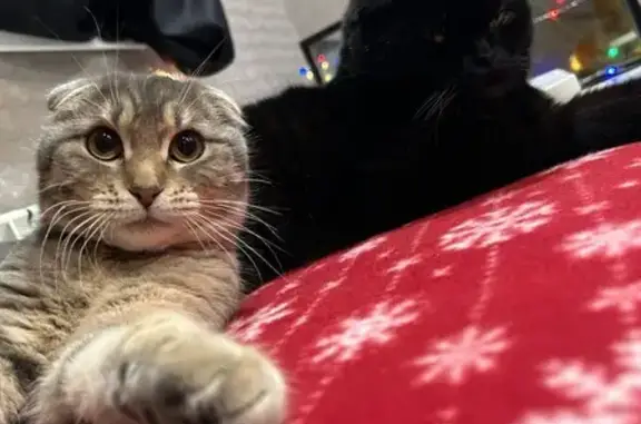 Пропал кот, улица Кирова, Далматово - серый с белой полоской на лбу - photo