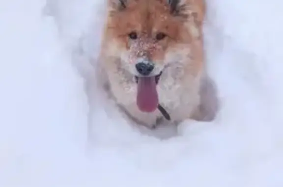 Пропала собака, Радужная улица, 38, Колпашево - откликается на кличку 'Персик' - photo