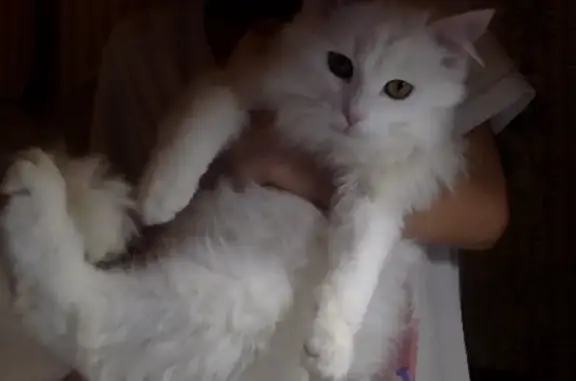 Пропал кот, Уфа, Башкирия - белый пушистый мальчик - photo