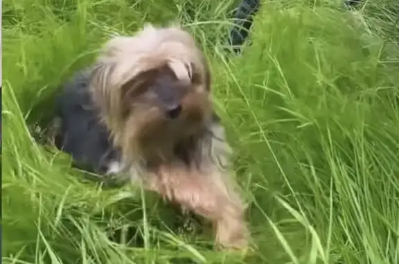 Пропала собака Девочка, Люберцы (rl1146075) - photo