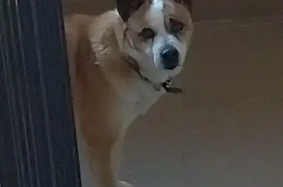 Найдена собака, Псков, фото: Найдена собака, Прибрежный проезд, 2, Псков