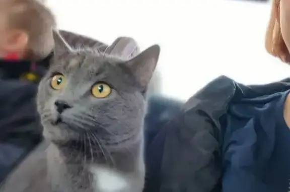 Пропал кот, 1-й Совхозный переулок, 62, Ульяновск - добрый, ласковый - photo