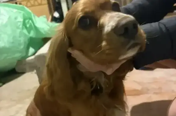 Найдена собака, Липецк, фото: Найден собака, Карьерная улица, городской округ Липецк - рыжий кокер спаниель с ошейником