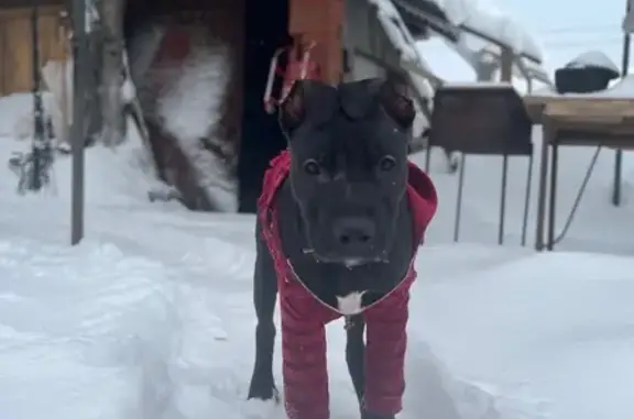 Пропала собака, Мясокомбинатский проезд, 10, Чебоксары - photo