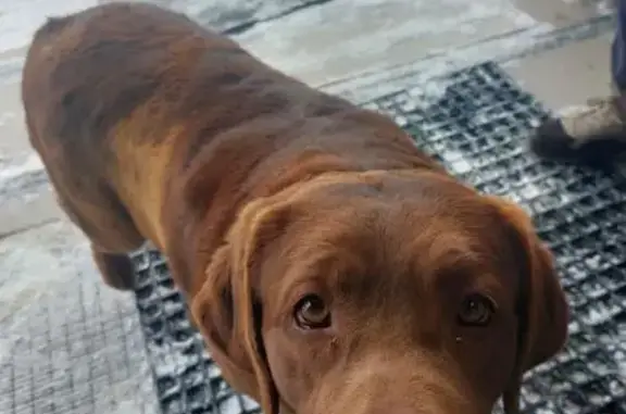 Найдена собака, Дроздово, фото: Найдена собака Девочка, Дроздово (rf1146079)